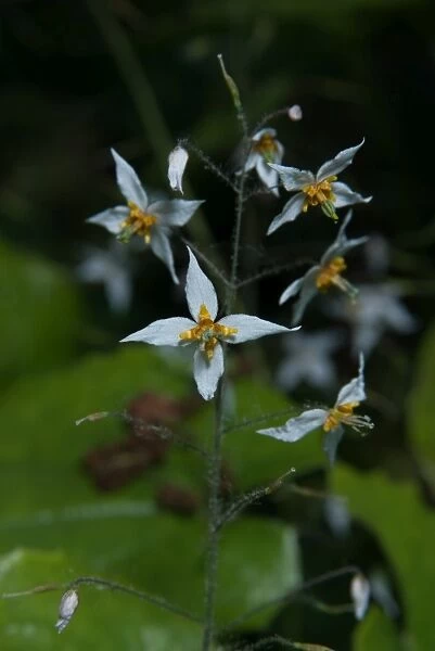 Epimedium pubescens. Family: Berberidaceae