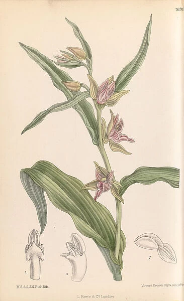 Epipactis gigantea (Chatterbox orchid), 1899