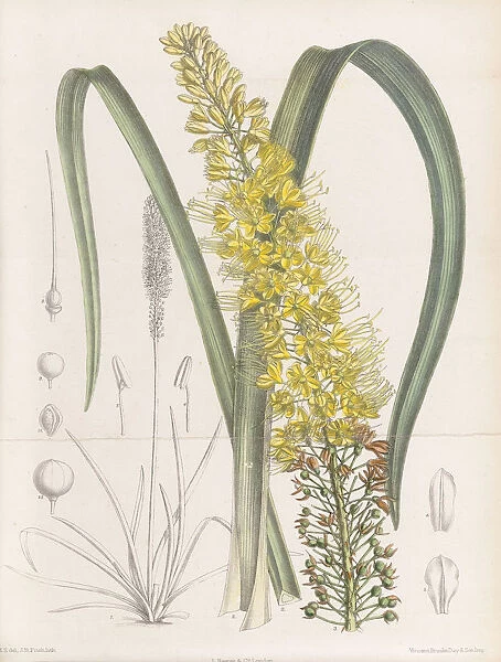 Eremurus aurantiacus, 1890