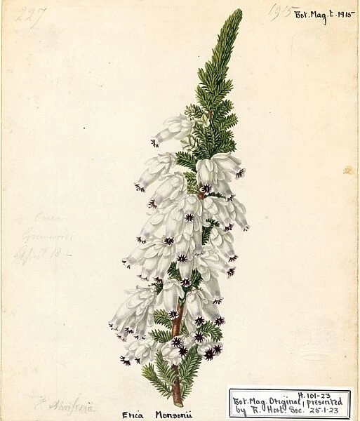 Erica monsoniae, L.f. (Lady Ann Monsons Heath)