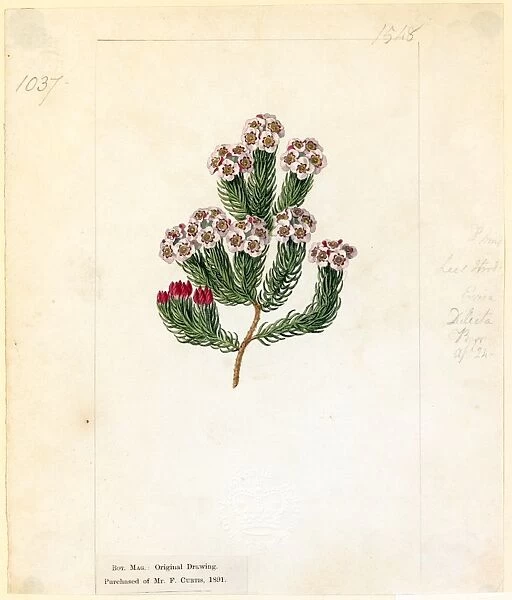 Erica primuloides ( Cowslip Heath )