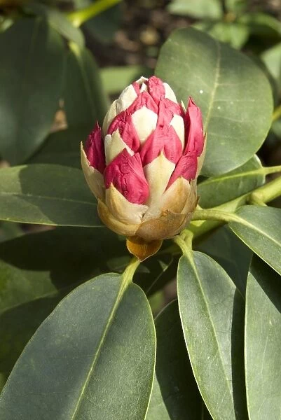 ERICACEAE, Rhododendron Cynthia
