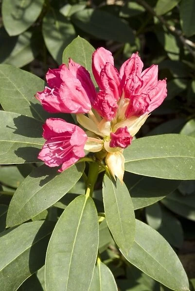 ERICACEAE, Rhododendron Cynthia