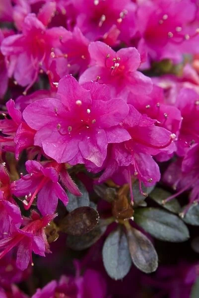 ERICACEAE, Rhododendron obtusum var. amoenum