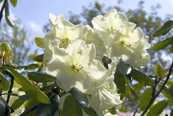 ERICACEAE, Rhododendron, Roza Stevenson