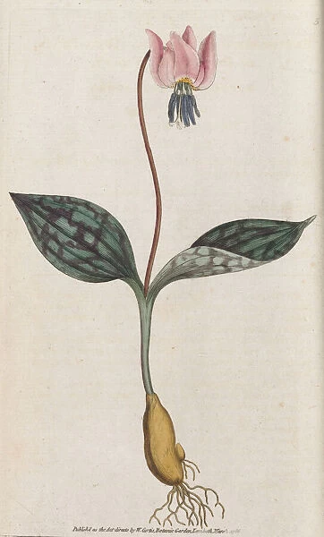 Erythronium dens-canis, 1787