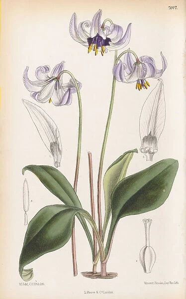 Erythronium hendersonii, 1888