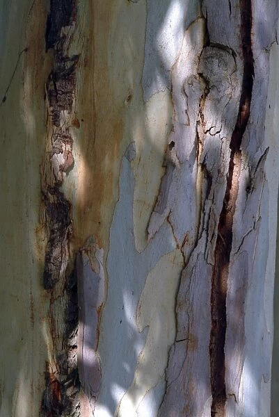 Eucalyptus aggregata