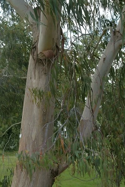 Eucalyptus champaniana