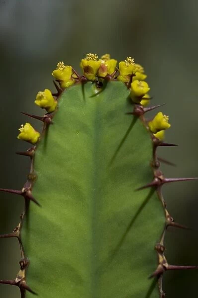 Euphorbia humbertii, Madagascar, IUCN Red List Endangered