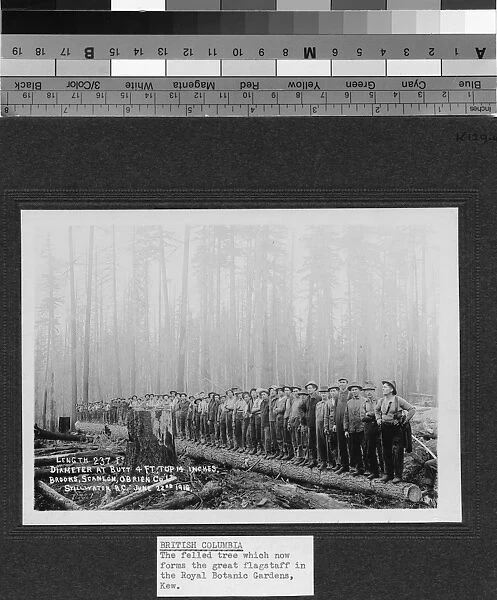 Felled tree for Kew Flagstaff, British Columbia, 1914