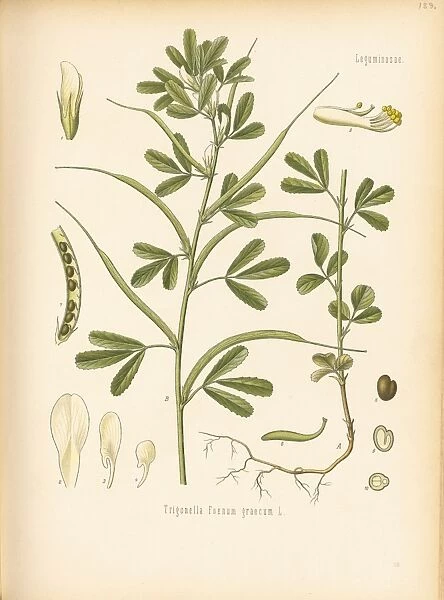 Fenugreek. Trigonella foenum graceum, fenugreek
