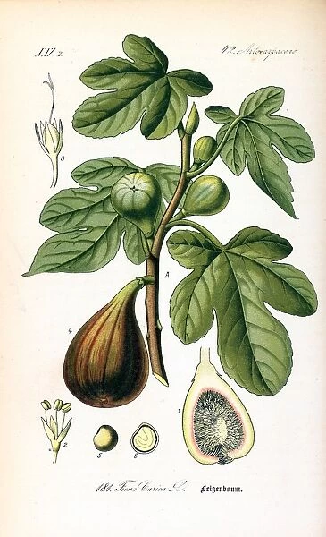 Ficus carica or commonly known as common fig