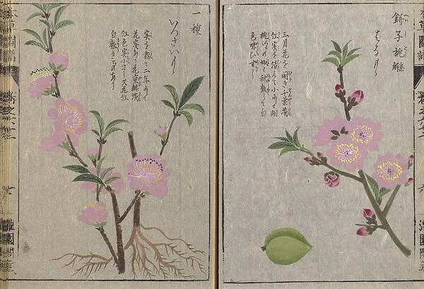 Flowering almond (Prunus dulcis), woodblock print and manuscript on paper, 1828