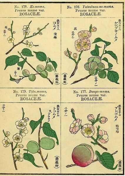 Flowers and Fruit of Prunus mume