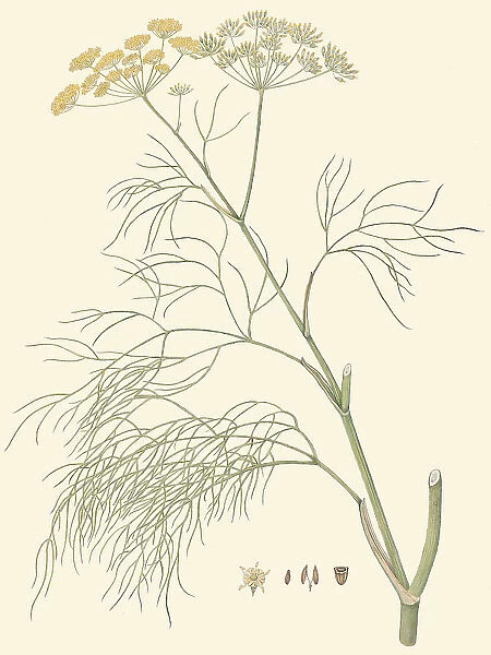 Foeniculum vulgare, 1832