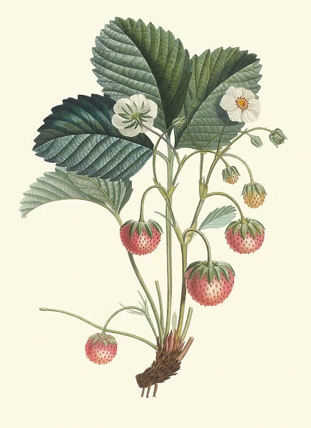Fragaria species, 1846