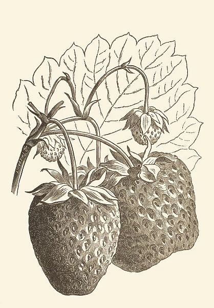 Fragaria species, 1900