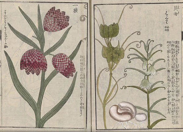 Fritillaria anhuiensis, woodblock print and manuscript on paper, Honzo Zufu, 1828