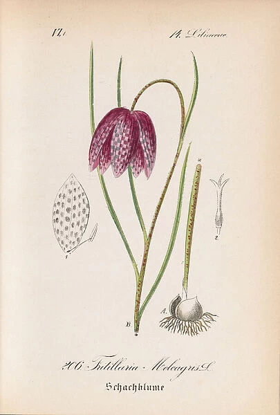 Fritillaria meleagris, 1880-1888