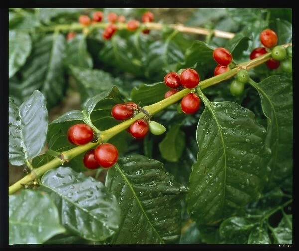 Fruit of Coffea arabica, coffee
