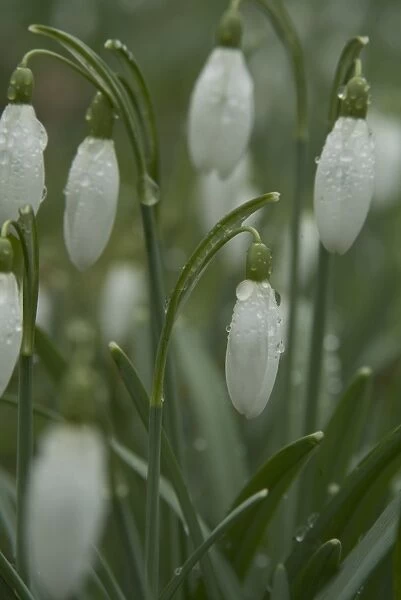 Galanthus. snowdrops in the rain