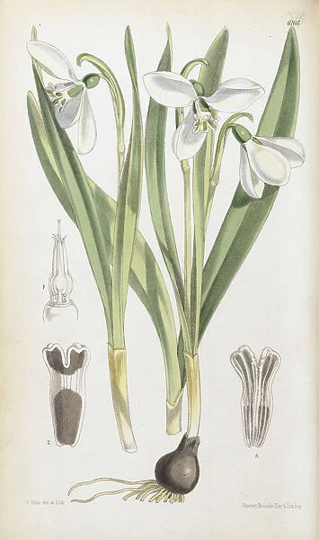 Galanthus elwesii, 1875