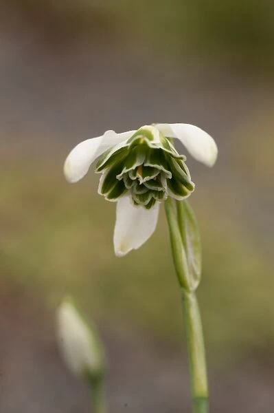 Galanthus Ophelia, snowdrop. Family: Amaryllidaceae