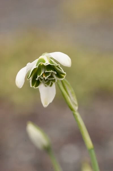 Galanthus Ophelia, snowdrop. Family: Amaryllidaceae