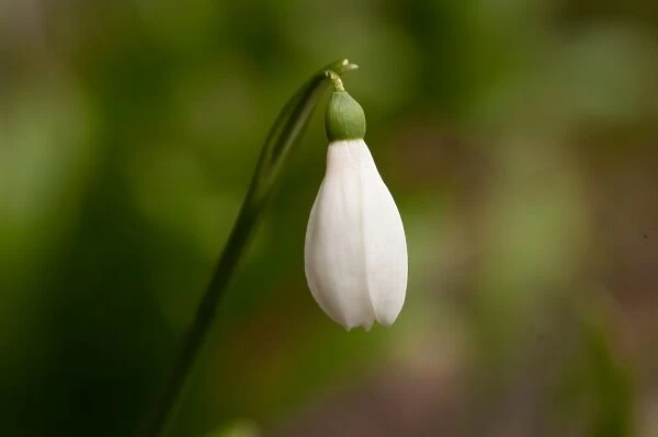 Galanthus woronowii (Woronows snowdrop). Family:. Amaryllidaceae