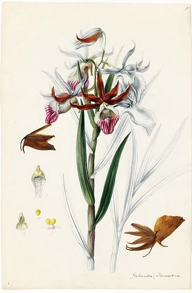 Galeandra devoniana, 1838