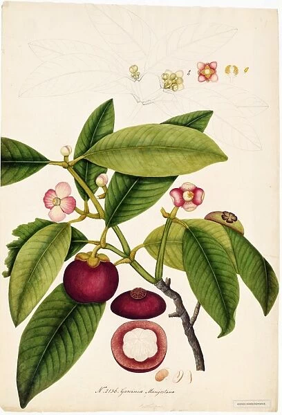 Garcinia mangostana, Willd
