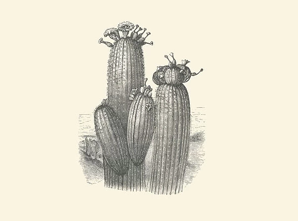 Giant cereus, 1854. Illustration of Giant cereus, 1854