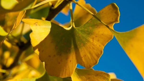 Ginkgo biloba. GINKGOACEAE, Ginkgo biloba, Maidenhair Tree. Autumn leaf detail