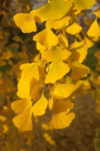 Ginkgo leaves in autumn