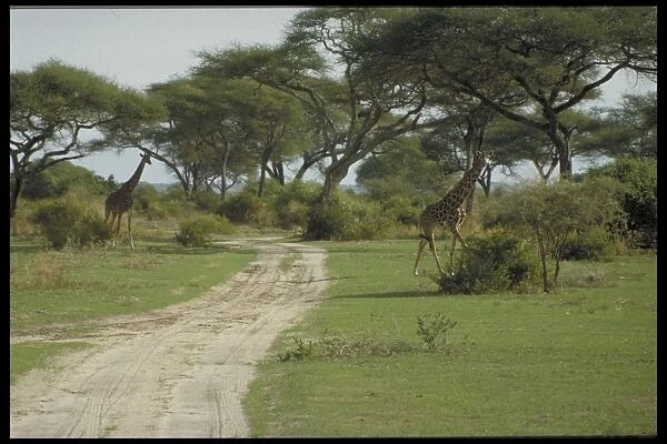 Giraffes, Tanzania