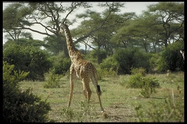 Giraffes, Tanzania