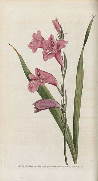 Gladiolus communis, 1790