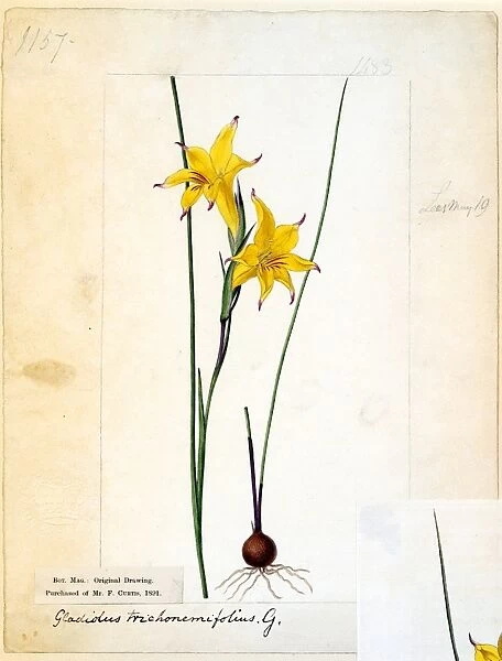Gladiolus trichonemifolius, Ker. Gawl. ( Trichonema-Leaved Cornf