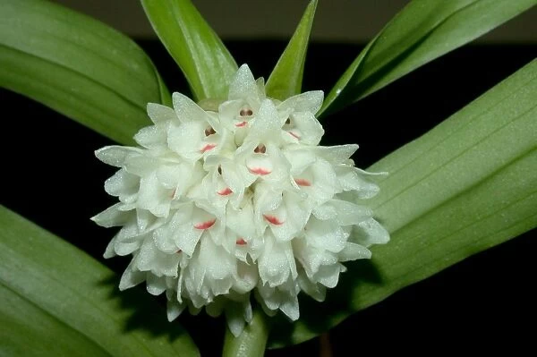 Glomera montana Rchb. f