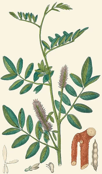 Glycyrrhiza glabra, 1832