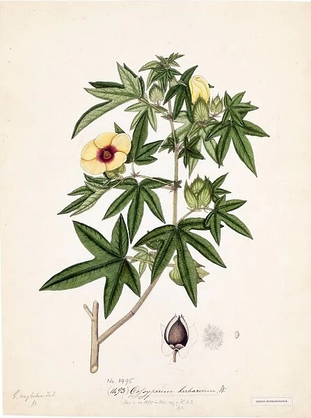 Gossypium herbaceum, Willd. (Cotton)