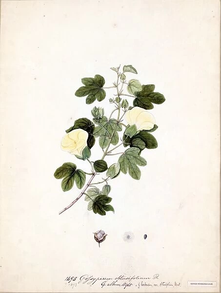 Gossypium obtusifolium, R. (Cotton)