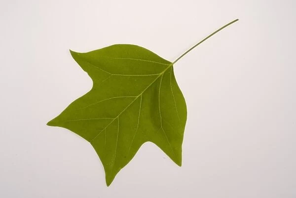 Green leaf. Liriodendron Leaf