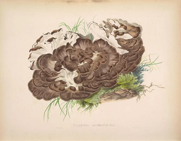 Grifolia frondosa, 1847-1855