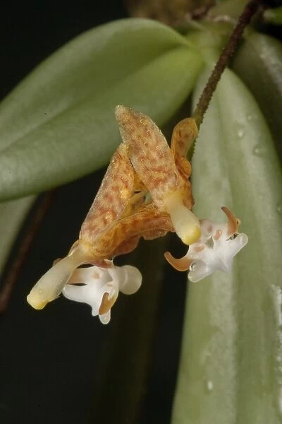 Grosourdya appendiculata (Blume) Rchb.f