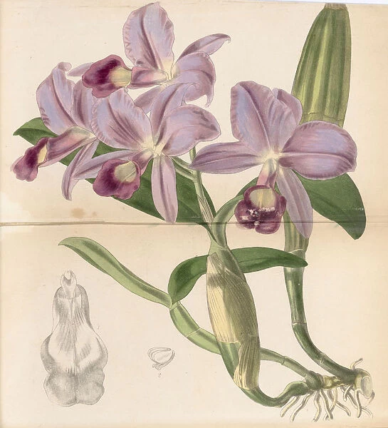 Guarianthe skinneri (Guaria morada), 1846