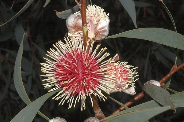 Hakea laurina. pincushion hakea, inflorescence - Australia