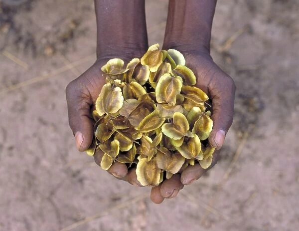Hands holding Combretum fragrans seeds