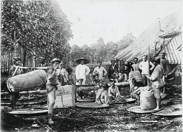 Harvesting and processing cinchona bark on a Java plantation